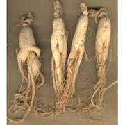 Panax ginseng 